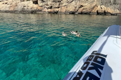 Ducks spotted in Mgarr ix-Xini, Gozo
